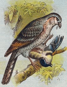 Serçe. "Alphabet de ma petite fille" gravürü. Bernardin-Bechet ve Fils, kitapçı-yayıncılar, Paris, 1895 civarı. Tuval üzerine kırılmaz albüm. Bibliotheque des Bebes. 12 sayfa. Bir okuma yöntemi ve açıklayıcı bir abecedary içeren albüm. karartmak: by Unbekannt