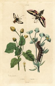 Sütleğen atmaca güvesi, Hyles euphorbiae ve tırtıl 1, eşekarısı güvesi, Sesia apiformis 2 ve diş ağrısı bitkisi, Spilanthes türleri by Unbekannt