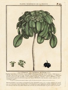 Spurge defne, Daphne laureola. by Unbekannter Künstler
