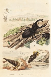 Geyik böceği, Lucanus geyiği 1, Cerithium sulcatum ve Rhinoclavis kaba yumuşakçalar 3,4, Cerocoma elateroides 5 ve Keroplatus tipuloides yaban arısı 6 by Unbekannt