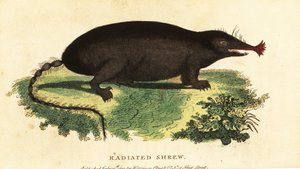 Yıldız burunlu köstebek, Condylura cristata.,1800 (gravür) by Unbekannter Künstler