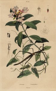 Sopa böceği, Proscopia granulata 1 ve Viktorya dönemi Noel çalısı, Prostanthera lasianthos 2 by Unbekannt