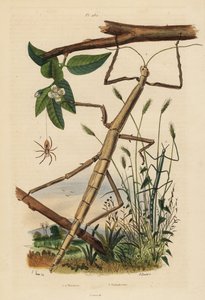Sopa böcekleri veya phasmidler, Carausius morosus ve Clonopsis gallica ve gezgin yengeç örümceği, Philodromus aureolus by Unbekannt