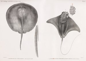 Stingray, ön ve arka by Unbekannt