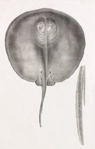 Stingray, önden görünüm yakın çekim by Unbekannt