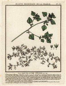 Kokuşmuş kaz ayağı, Chenopodium vulvaria. by Unbekannter Künstler