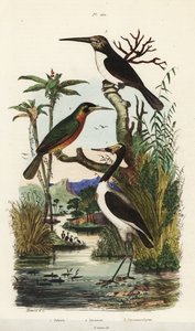 Leylek, Jabiru mycteria, kızıl kuyruklu jacamar, Galbula ruficauda ve üç parmaklı jacamar, Jacamaralcyon tridactyla by Unbekannt