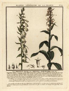 Saman yüksük otu, Digitalis lutea. by Unbekannter Künstler