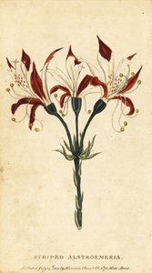 Çizgili alstroemeria, Alstroemeria ligtu. ,1800 (gravür) by Unbekannter Künstler