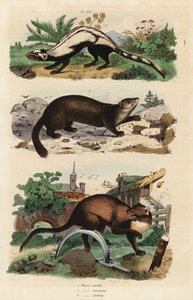 Çizgili sansar, Ictonyx striatus 1, Avrupa çam sansarı, Martes martes 2 ve samur, Martes zibellina 3 by Unbekannt