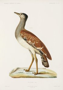 Sudan toy kuşu, Cezayir by Unbekannter Künstler
