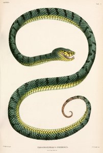 Sumatra Pit-Viper, Endonezya by Unbekannter Künstler