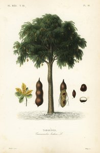 Demirhindi ağacı, Demirhindi indica, Demirhindi by Unbekannt