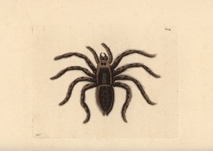  by Unbekannter Künstler