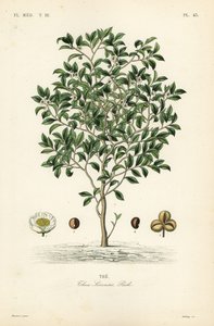 Çay ağacı veya çay bitkisi, Camellia sinensis, Thea sinensis, by Unbekannt