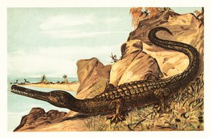 Teleosaurus cadomensis, soyu tükenmiş deniz timsahı türleri.1908 (litografi) by Unbekannter Künstler