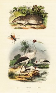 Tenrec, leylek ve at sineği., 1834-1839 (gravür) by Unbekannter Künstler
