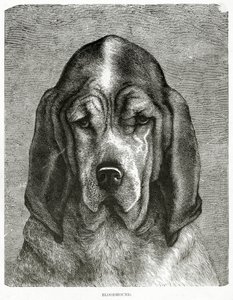 Bloodhound. 1902 (taş) by Unknown
