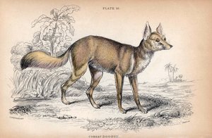 Korsak Tilkisi, Vulpes Corsac - Albay Charles Hamilton Smith