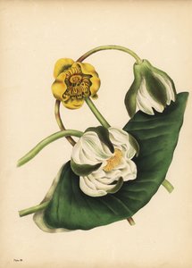 Beyaz Nilüfer, Nymphaea odorata ve sarı nilüfer, Nuphar lutea, Sessizlik by Unbekannt