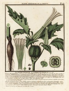 Dikenli elma, Datura stramonium. by Unbekannter Künstler