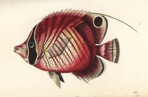 İplik yüzgeçli kelebek balığı, Chaetodon auriga (Kırmızı çizgili chaetodon, Chaetodon setifer). Richard Polydore Nodder tarafından çizilmiş ve oyulmuş illüstrasyon. George Shaw ve Frederick Nodder