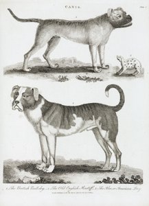 Üç çeşit köpek by Unbekannt