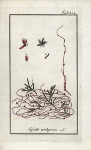 Kekik cuscute veya küçük çiçek cuscute (Cuscuta epithymum). Johannes Zorn