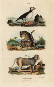 Toque makak, Maçaca sinica, nesli tükenmekte olan 1, al yanaklı makak, Maçaca melezi 2 ve muhabbet kuşu auklet, Aethia psittacula 3 by Unbekannt