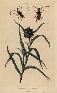 Trachyderes succinctus 1, Trachyderes mandibularis 2 ve Virginia spiderwort, Tradescantia virginiana 3 by Unbekannt