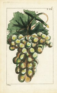Traminar üzüm çeşidi, Vitis vinifera. by Unbekannter Künstler