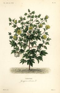 Ağaç pamuğu, Gossypium arboreum, Cotoninier by Unbekannt