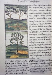 Ağaçlar, yabani selviler ve köknarlar, Florentine Codex