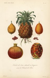Tropikal meyveler, sera veya ılıman meyveler by Unbekannt