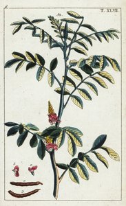 Gerçek indigo, indigofera tinctoria. by Unbekannter Künstler