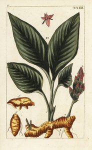 Zerdeçal, Curcuma longa. by Unbekannter Künstler