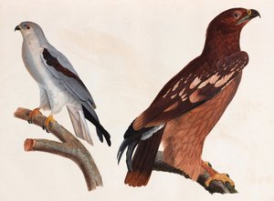 Kuşların iki renkli çizimleri by Unbekannt