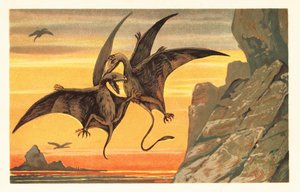Kızıl bir gökyüzüne karşı orta uçuşta savaşan iki pterodaktil.1908 (litografi) by Unbekannter Künstler