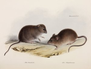 İki tür fare, Güney Amerika, c 1832-1836 by Unbekannt