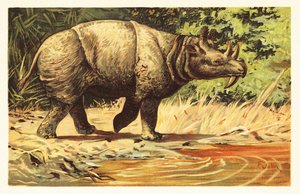 Uintatherium anceps, Eosen
