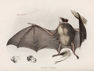 Vampir yarasa, Güney Amerika, 1832-1836 dolayları by Unbekannter Künstler