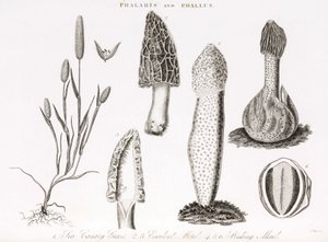 Ot phalaris aquatica ve morel mantarı çeşitleri by Unbekannt