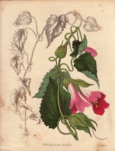 Pembe ve mor çiçeklerle tırmanan Lophospermum (L.Scandens) çeşidi. Bay Bates tarafından keşfedilen türler, Meksika#39;nın çalılıklarında çok yaygın. Bu bitki Charles Tayleure#39;un koleksiyonunda yetiştirildi ve Liv#39;deki Botanik Bahçesi#39;nde mevcuttu. by Unbekannter Künstler
