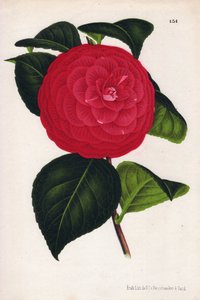  by Unbekannter Künstler