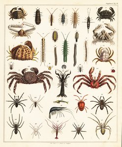 Yengeç ve örümcek çeşitleri.,1841 (litografi) by Unbekannter Künstler