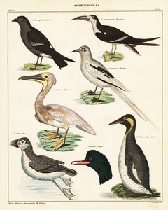 Deniz kuşları çeşitleri. ,1841 (litografi) by Unbekannter Künstler