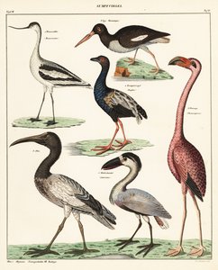 Yürüyen kuş çeşitleri. ,1841 (litografi) by Unbekannter Künstler