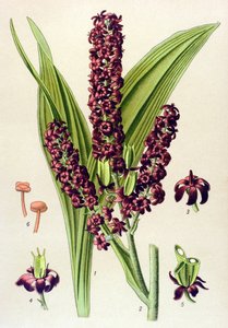 Zehirli bitki (zehirli): Siyah veratre (Veratrum nigrum) by Unbekannter Künstler