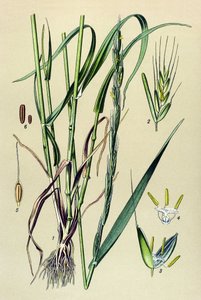 Zehirli bitki (zehirli): sarhoş edici saman (Lolium temulentum) by Unbekannter Künstler