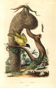 Köy dokumacı kuşu ve yuvası, Ploceus cucullatus ve turna sineği, Tipula türleri by Unbekannt